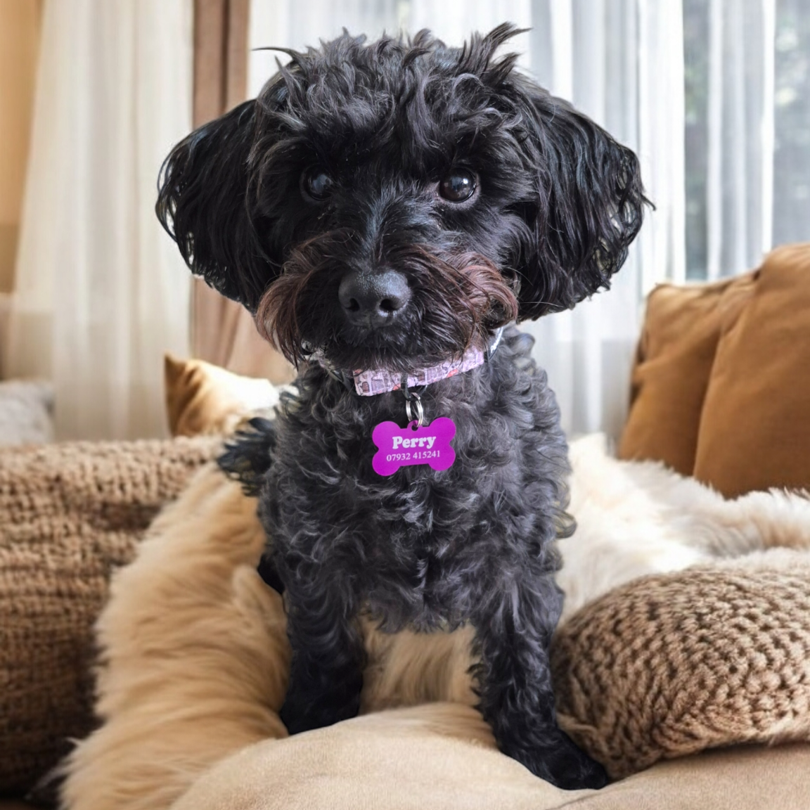 Pet Accessories